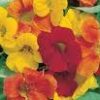 Dwarf Jewel Mix Nasturtium - St. Clare Heirloom Seeds