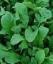 Arugula - Astro - St. Clare Heirloom Seeds
