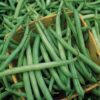Provider Bean - St. Clare Heirloom Seeds