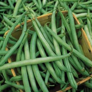 Provider Bean - St. Clare Heirloom Seeds