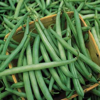 Provider Bean - St. Clare Heirloom Seeds