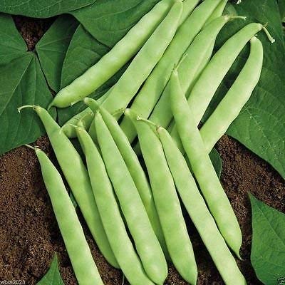 Roma II Bean - St. Clare Heirloom Seeds