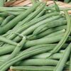 Tendergreen Improved Bean - St. Clare Heirloom Seeds
