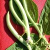 Tendergreen Improved Bean - St. Clare Heirloom Seeds