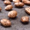 Pinto Bean - St. Clare Heirloom Seeds