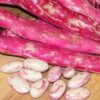 Taylor Dwarf Horticultural Bean - St. Clare Heirloom Seeds