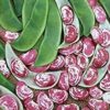 Christmas Lima Bean - St. Clare Heirlom Seeds