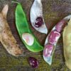 Christmas Lima Bean - St. Clare Heirlom Seeds