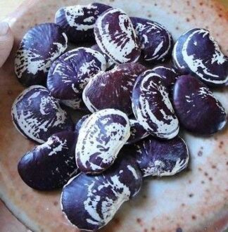 Lima Bean Seeds