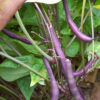 Bean - Purple Queen - St. Clare Heirloom Seeds