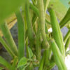 Bean - Topcrop - St. Clare Heirloom Seeds