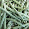 Bean - TopCrop - St. Clare Heirloom Seeds