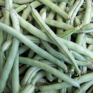 Bean - TopCrop - St. Clare Heirloom Seeds