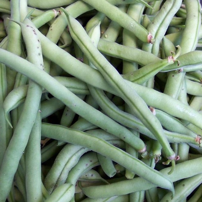 Bean - TopCrop - St. Clare Heirloom Seeds