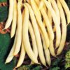 Cherokee Wax Bean - St. Clare Heirloom Seeds