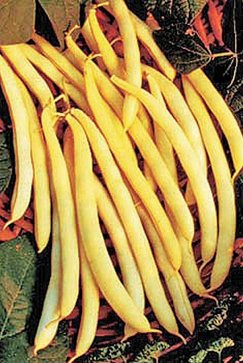 Cherokee Wax Bean - St. Clare Heirloom Seeds
