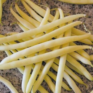 Pencil Pod Black Wax Bean - St. Clare Heirloom Seeds