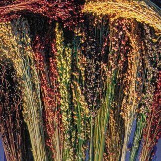 Broom Corn Seeds