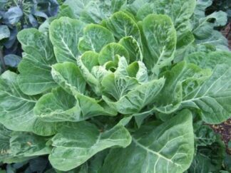 Collards - Champion - St. Clare Heirloom Seeds