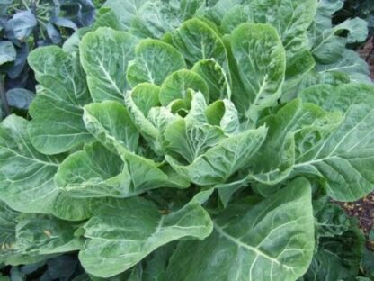 Collards - Champion - St. Clare Heirloom Seeds