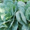 Georgia Collards - St. Clare Heirloom Seeds