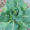 Georgia Collards - St. Clare Heirloom Seeds