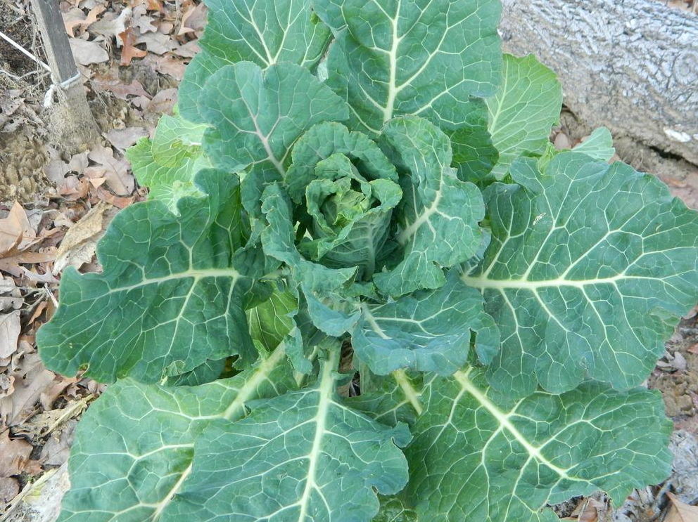 Georgia Collards - St. Clare Heirloom Seeds