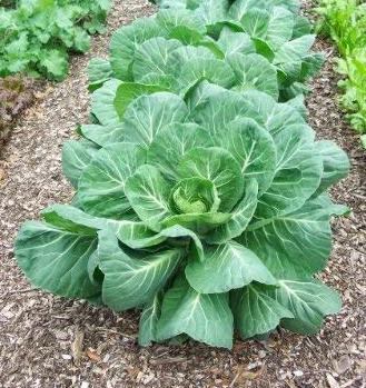 Collards - Vates -St. Clare Heirloom Seeds - Photo credit: Sue Brown