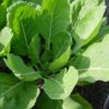 Collards - Vates -St. Clare Heirloom Seeds
