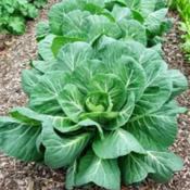Collards Seeds
