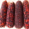 Bloody Butcher Corn - St. Clare Heirloom Seeds