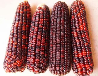 Bloody Butcher Corn - St. Clare Heirloom Seeds