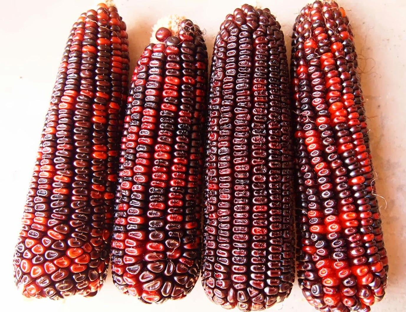 Bloody Butcher Corn - St. Clare Heirloom Seeds