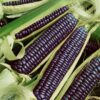 Blue Hopi Corn - St. Clare Heirloom Seeds