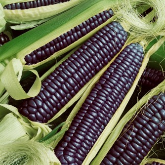Blue Hopi Corn - St. Clare Heirloom Seeds