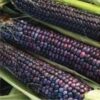 Blue Hopi Corn - St. Clare Heirloom Seeds