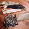 Blue Hopi Corn - St. Clare Heirloom Seeds - Photo Credit Abrahami