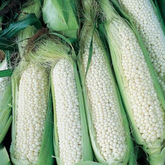 Country Gentleman Non GMO Corn - St. Clare Heirloom Seeds