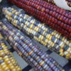 Indian Flint Corn - St. Clare Heirloom Seeds - Photo Credit PJ Smith