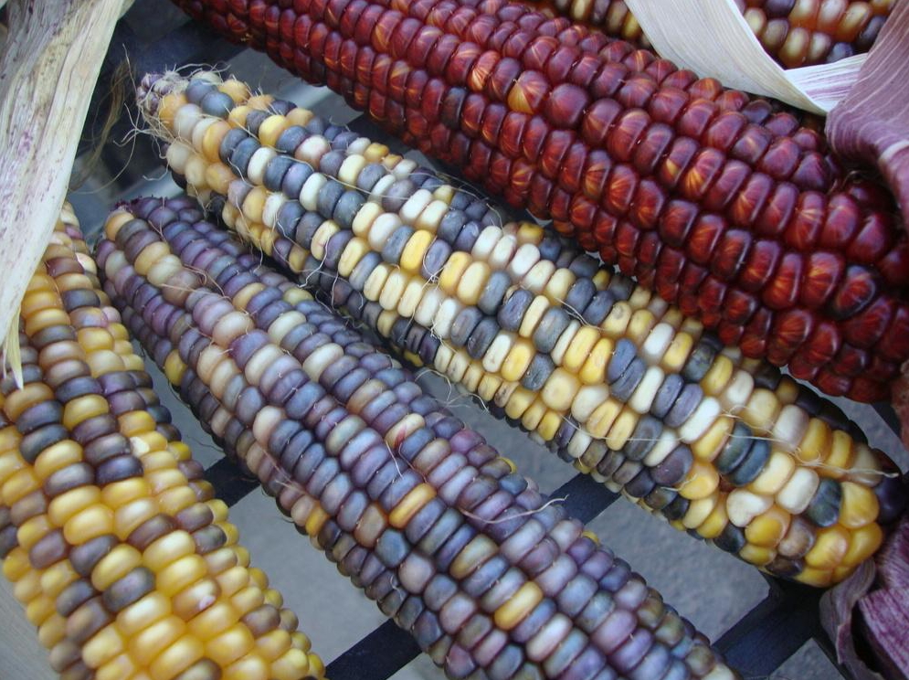 Indian Flint Corn - St. Clare Heirloom Seeds - Photo Credit PJ Smith