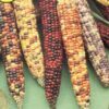 Indian Flint Corn - St. Clare Heirloom Seeds