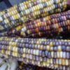 Indian Flint Corn - St. Clare Heirloom Seeds - Photo Credit PJ Smith