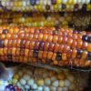 Indian Flint Corn - St. Clare Heirloom Seeds - Photo Credit PJ Smith