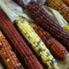 Indian Flint Corn - St. Clare Heirloom Seeds - Photo Credit PJ Smith
