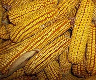 Reids Yellow Dent Corn - St. Clare Heirloom Seeds