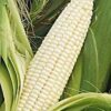 Stowell's Evergreen Corn - St. Clare Heirloom Seeds