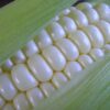 Stowell's Evergreen Corn - St. Clare Heirloom Seeds