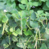 Cowpea - California Blackeye #5 - St. Clare Heirloom Seeds