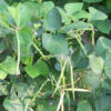 Cowpea - California Blackeye #5 - St. Clare Heirloom Seeds
