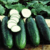 Bush Crop Cucumber - St. Clare Heirloom Seeds
